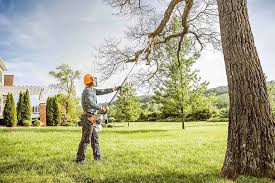 Avenue B And C, AZ Tree Services Company